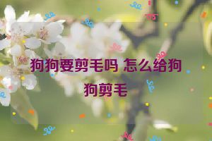 狗狗要剪毛吗 怎么给狗狗剪毛