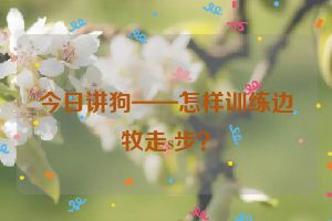 今日讲狗——怎样训练边牧走s步？