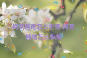 柯基断尾怎么护理 柯基断尾怎么恢复