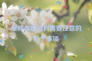 照顾老年狗狗需要注意的五个事项