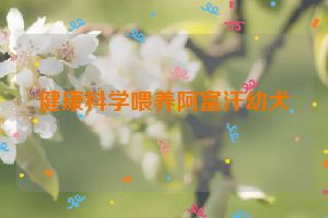 健康科学喂养阿富汗幼犬