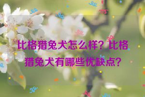 比格猎兔犬怎么样？比格猎兔犬有哪些优缺点？