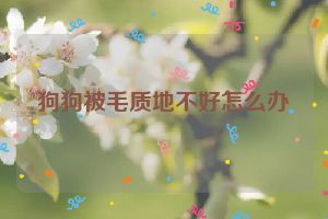 狗狗被毛质地不好怎么办