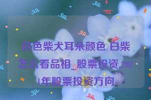 白色柴犬耳朵颜色 白柴怎么看品相_股票投资,2021年股票投资方向