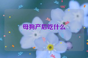 母狗产后吃什么