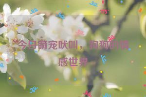 今日萌宠吠叫,狗狗的情感世界