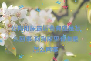 公狗排尿最后会有血是怎么回事-狗狗尿里有血是怎么回事