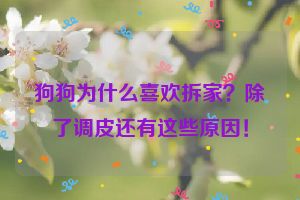 狗狗为什么喜欢拆家？除了调皮还有这些原因！