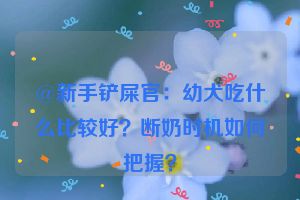 @新手铲屎官：幼犬吃什么比较好？断奶时机如何把握？