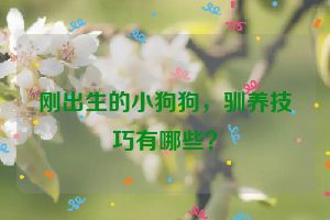 刚出生的小狗狗，驯养技巧有哪些？