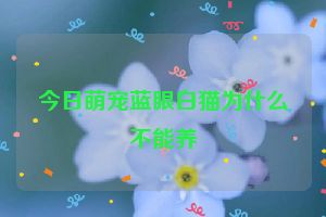 今日萌宠蓝眼白猫为什么不能养