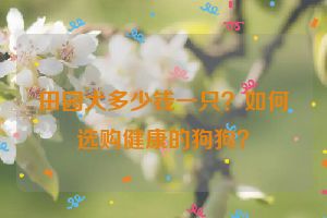 田园犬多少钱一只？如何选购健康的狗狗？