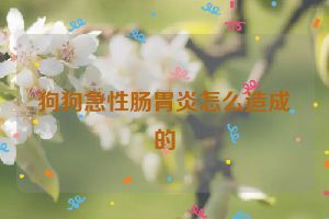 狗狗急性肠胃炎怎么造成的