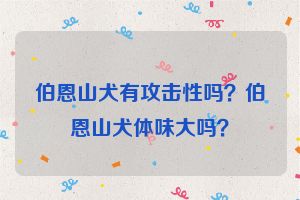 伯恩山犬有攻击性吗？伯恩山犬体味大吗？