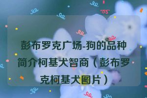 彭布罗克广场-狗的品种简介柯基犬智商（彭布罗克柯基犬图片）