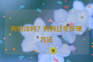 狗怕冷吗？狗狗过冬护理方法