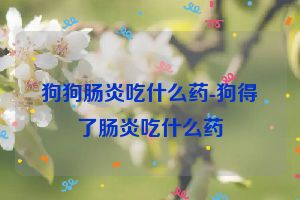 狗狗肠炎吃什么药-狗得了肠炎吃什么药