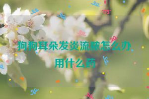 狗狗耳朵发炎流脓怎么办用什么药