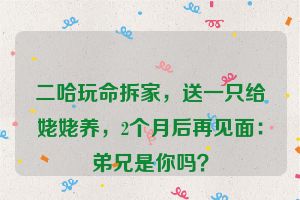 二哈玩命拆家，送一只给姥姥养，2个月后再见面：弟兄是你吗？