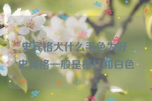 史宾格犬什么毛色为好 史宾格一般是棕红和白色