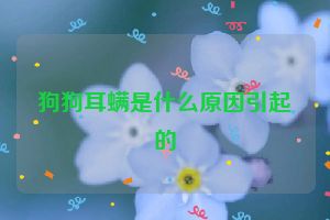 狗狗耳螨是什么原因引起的