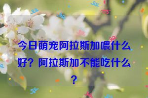 今日萌宠阿拉斯加喂什么好？阿拉斯加不能吃什么？