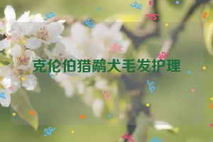 克伦伯猎鹬犬毛发护理