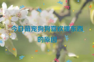 今日萌宠狗狗喜欢埋东西的原因