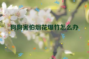 狗狗害怕烟花爆竹怎么办