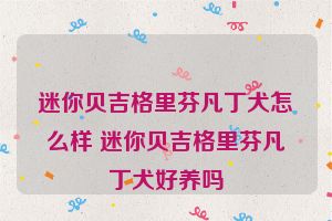 迷你贝吉格里芬凡丁犬怎么样 迷你贝吉格里芬凡丁犬好养吗