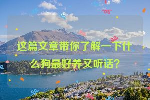 这篇文章带你了解一下什么狗最好养又听话？