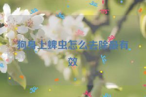 狗身上蜱虫怎么去除最有效