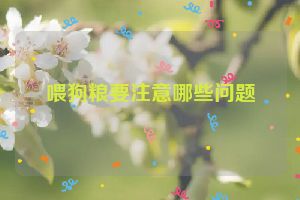 喂狗粮要注意哪些问题