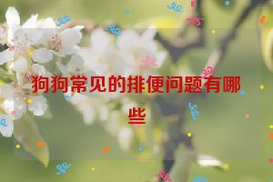 狗狗常见的排便问题有哪些