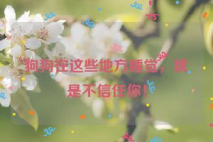 狗狗在这些地方睡觉,就是不信任你!