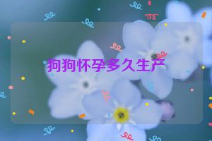 狗狗怀孕多久生产