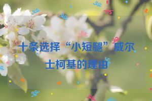 十条选择“小短腿”威尔士柯基的理由