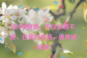 这5种狗狗，不仅价格不贵，还很好养活，谁养谁知道！