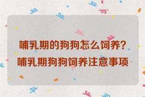 哺乳期的狗狗怎么饲养？哺乳期狗狗饲养注意事项