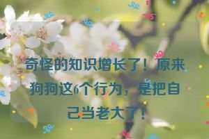 奇怪的知识增长了！原来狗狗这6个行为，是把自己当老大了！