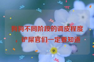狗狗不同阶段的调皮程度，铲屎官们一定要知道