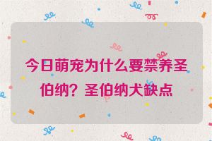 今日萌宠为什么要禁养圣伯纳？圣伯纳犬缺点