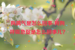 狗踹气是怎么回事-狗狗呼吸急促是怎么回事儿？