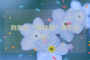 狗狗的“樱桃眼”该怎么办？