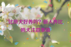 比熊犬好养吗？新人养比熊犬注意事项