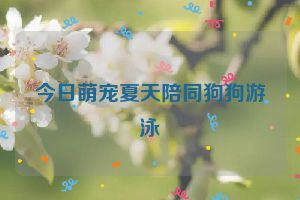 今日萌宠夏天陪同狗狗游泳