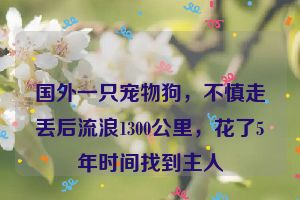 国外一只宠物狗，不慎走丢后流浪1300公里，花了5年时间找到主人