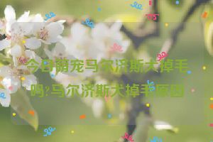 今日萌宠马尔济斯犬掉毛吗?马尔济斯犬掉毛原因