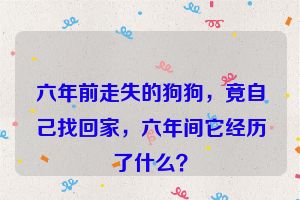 六年前走失的狗狗，竟自己找回家，六年间它经历了什么？