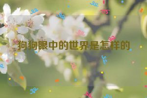 狗狗眼中的世界是怎样的